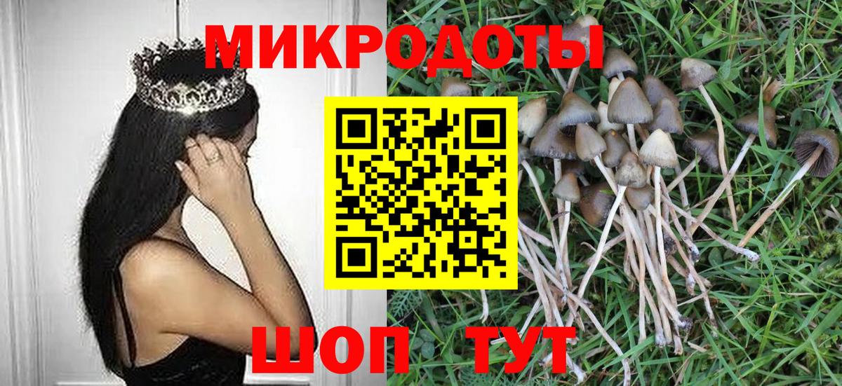 Галлюциногенные грибы Psilocybe Амурск